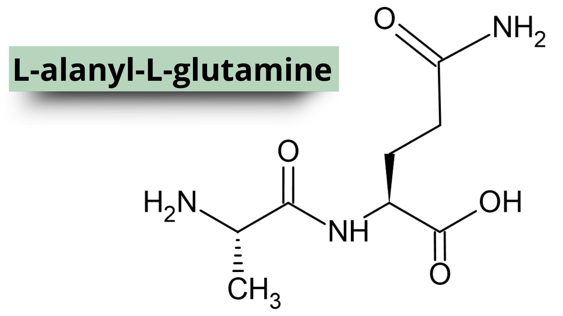 Acide_amine_L_Alanyl_L_glutamine, acide aminé essentiel pour la récupération et le renfort musculaires après le sport